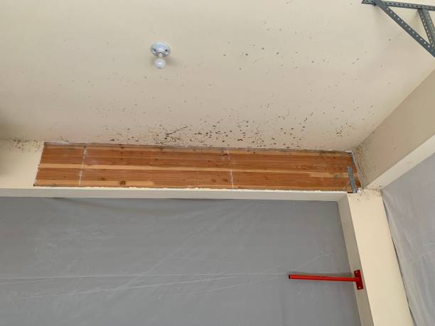 Best Air Quality Testing for Mold Spores  in Beaverton, MI